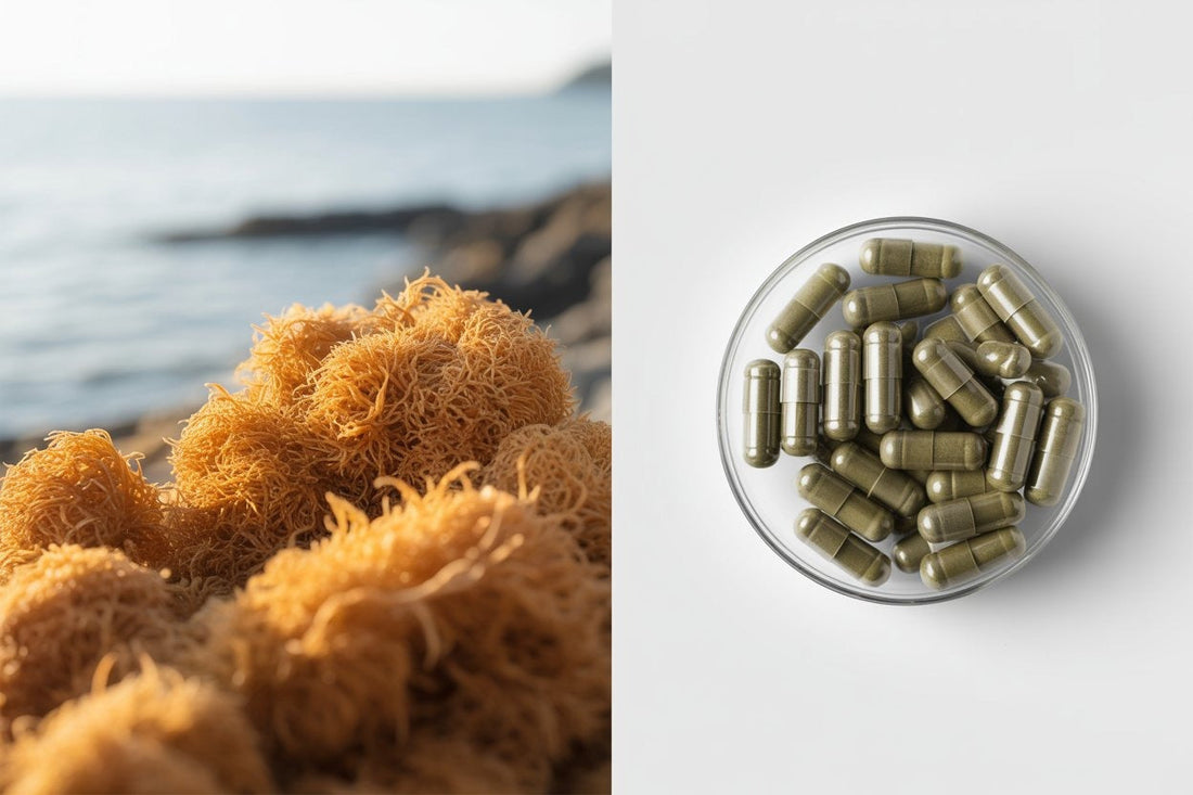 Amazing Health Benefits of Irish Sea Moss for Body & Mind