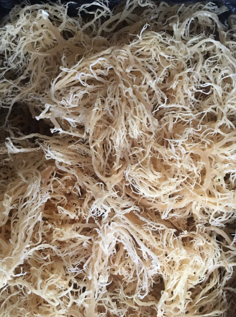 Certified Wild Harvested Organic Raw Irish Sea Moss St. Lucia Dr. Sebi Grade