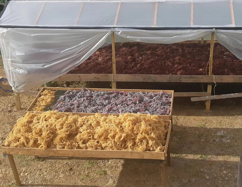 Certified Wild Harvested Organic Raw Irish Sea Moss St. Lucia Dr. Sebi Grade