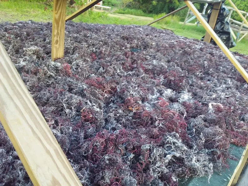 Certified Wild Harvested Organic Raw Irish Sea Moss St. Lucia Dr. Sebi Grade