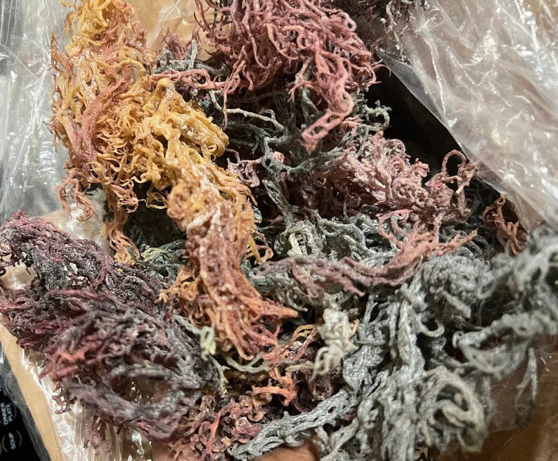 Certified Wild Harvested Organic Raw Irish Sea Moss St. Lucia Dr. Sebi Grade