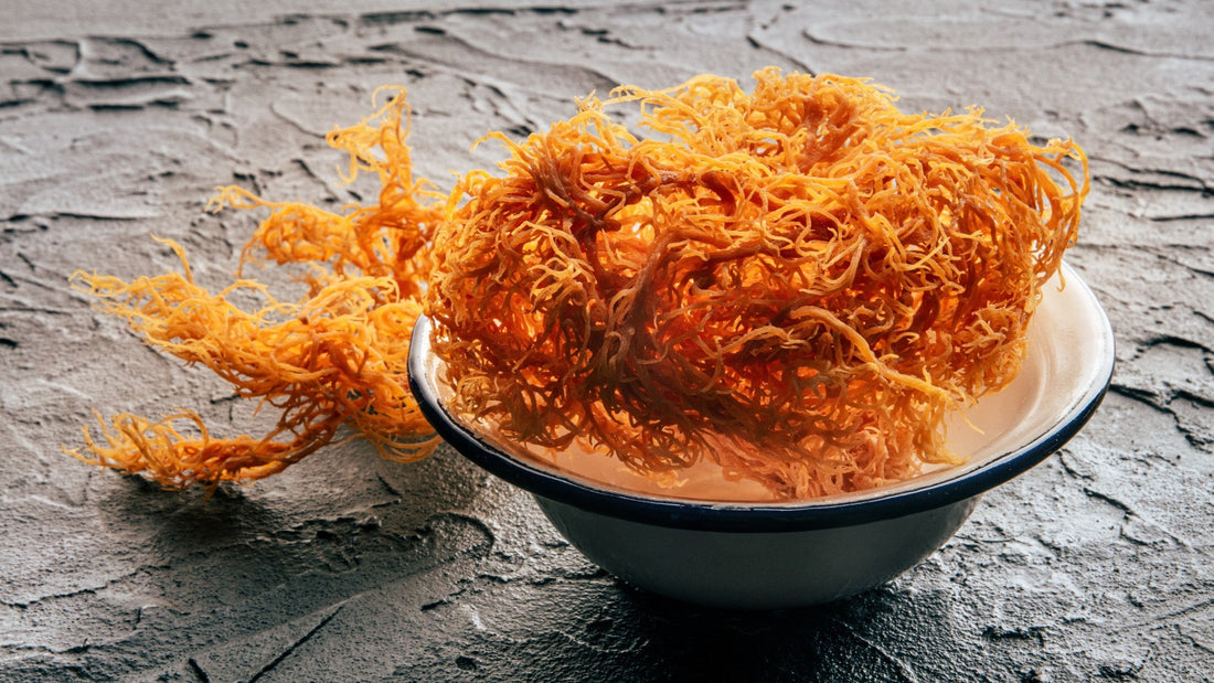 Can Sea Moss + Shilajit Improve Your Daily Wellness Routine in 2026?