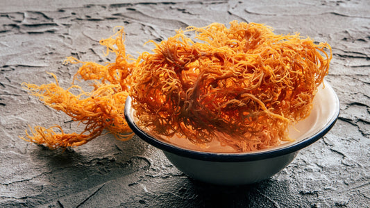 Can Sea Moss + Shilajit Improve Your Daily Wellness Routine in 2026?