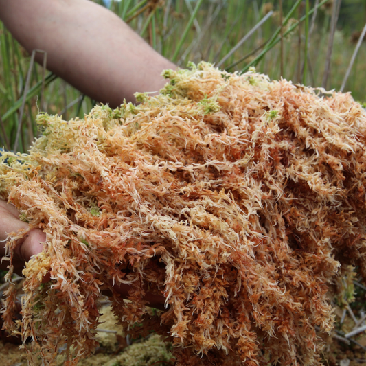 Raw Sea Moss vs. Sea Moss Gel: Which Is More Effective?